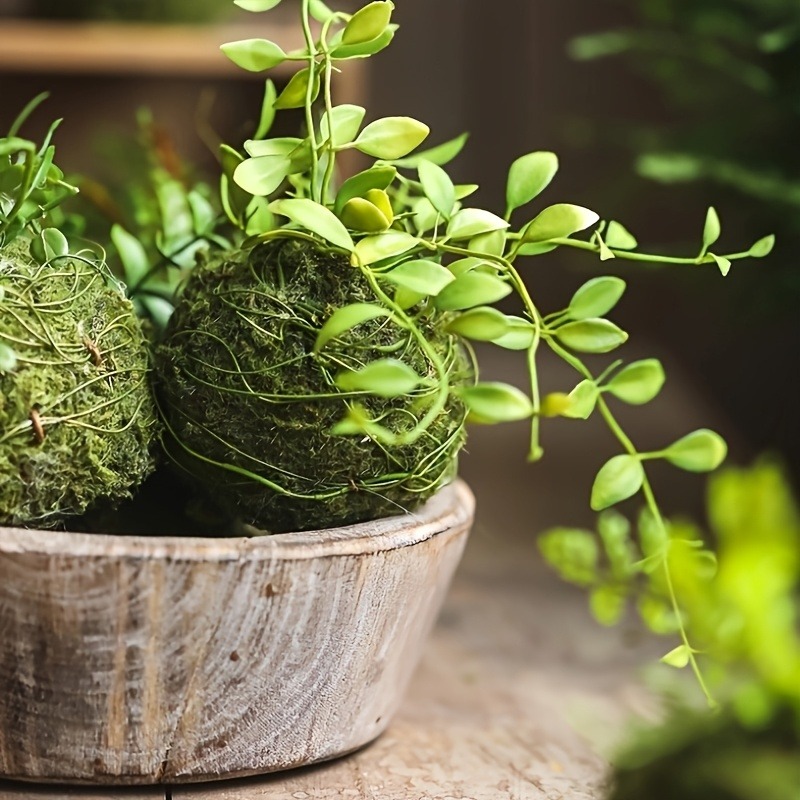 กระถางมอสบอลประดิษฐ์, ภาชนะปลู - Sphagnum Moss Dry บทวิจารณ์และราคา