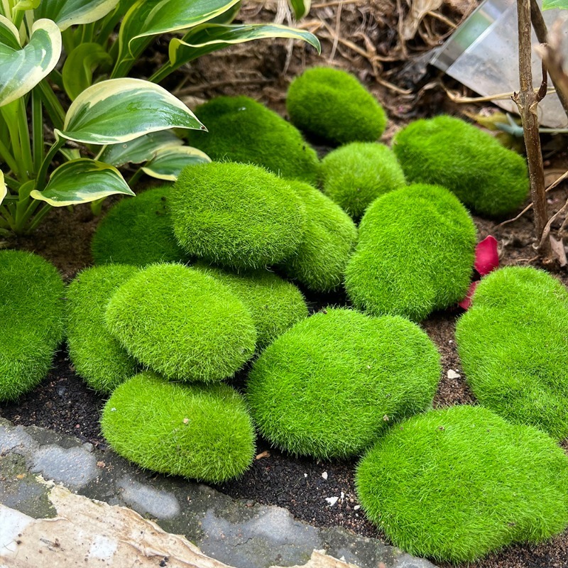 หินมอสจำลอง 5/30 ชิ้น หินมอสปร - Sphagnum Moss Dry บทวิจารณ์และราคา