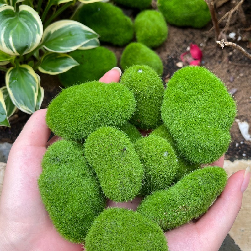 หินมอสจำลอง 5/30 ชิ้น หินมอสปร - Sphagnum Moss Dry บทวิจารณ์และราคา