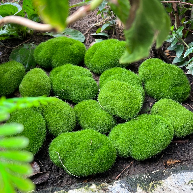100/5 ชิ้น หินมอสประดิษฐ์ หินม - Sphagnum Moss Dry บทวิจารณ์และราคา
