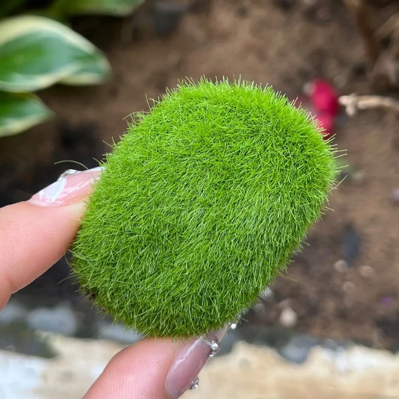 100/5 ชิ้น หินมอสประดิษฐ์ หินม - Sphagnum Moss Dry บทวิจารณ์และราคา