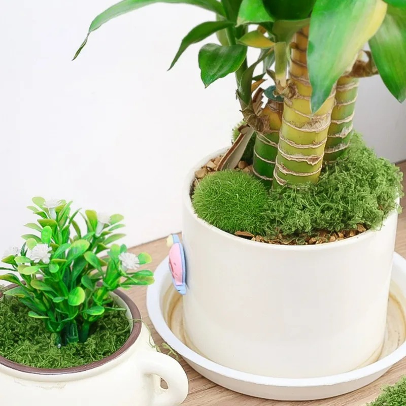 มอสประดิษฐ์เสมือนจริง 30/300 ก - Sphagnum Moss Dry บทวิจารณ์และราคา