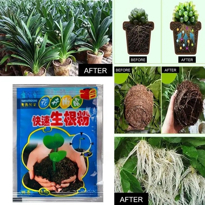 ผงเร่งราก 5 ชิ้น สารเร่งรากเร็ - Rooting Hormone Powder บทวิจารณ์และราคา
