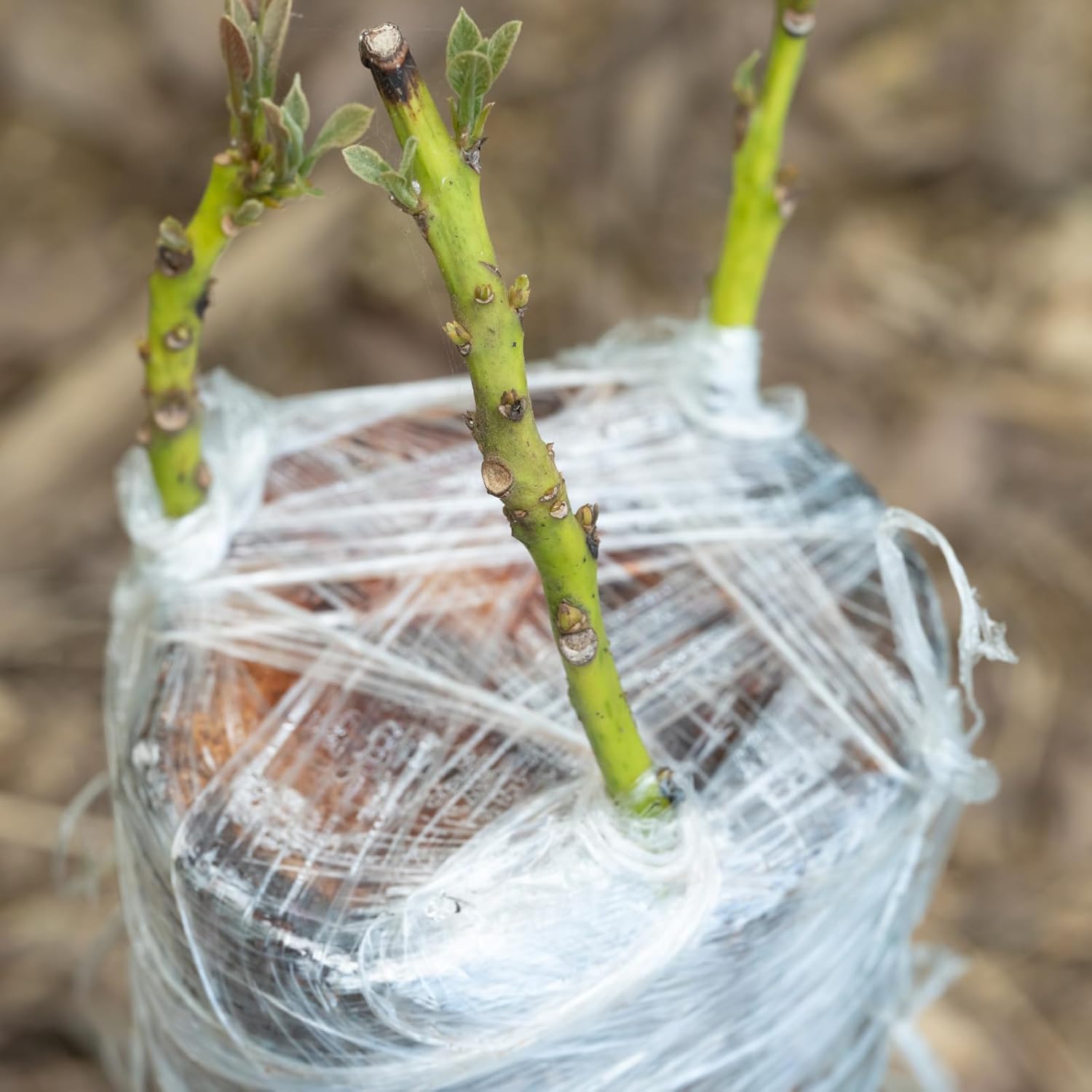 เทปพันกิ่งไม้แบบย่อยสลายได้ เป - Rooting Hormone Powder บทวิจารณ์และราคา
